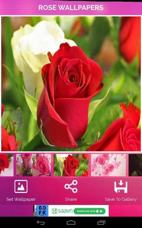 Rose Wallpaper स्क्रीनशॉट 1