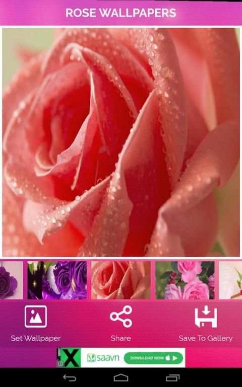 Rose Wallpaper screenshot 2