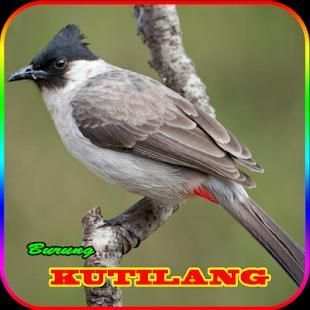 Pikat Burung Kutilang Gacor MP3 screenshot 3