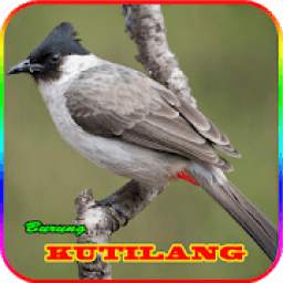 Pikat Burung Kutilang Gacor 1.0
