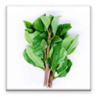 Effects of Khat on 9Apps