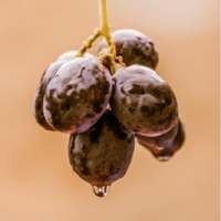 Black Grapes For Health