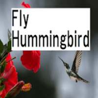 Fly Hummingbird