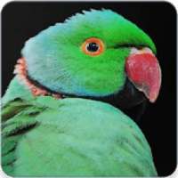 Rose Ringed Parakeet Call :Ringneck Parrot Talking on 9Apps