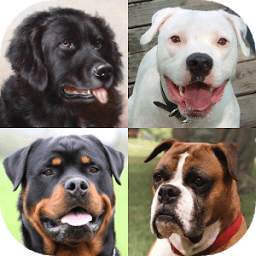 Dogs Quiz - Guess Popular Dog Breeds on the Photos