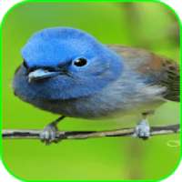 Bird Wallpaper on 9Apps