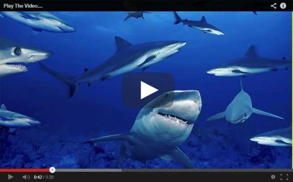 Baby Shark versi Vpin Ipin screenshot 3