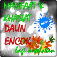 Manfaat dan Khasiat Daun Encok untuk Kesehatan on 9Apps