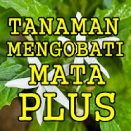 Tanaman Herbal Menyembuhkan Mata Plus