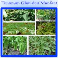 Jenis Tanaman Obat dan Manfaatnya