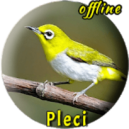 Kicau Burung Pleci Betina icon