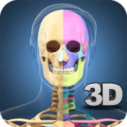 Skeleton Anatomy Pro.