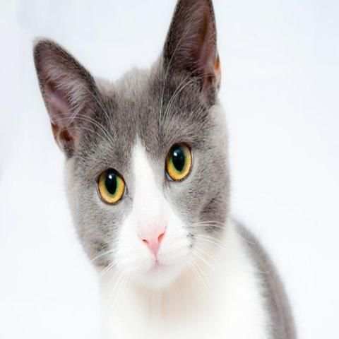 Cat Chat App screenshot 4