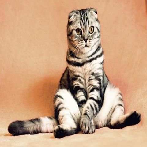 Cat Chat App screenshot 2