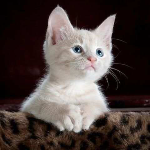 Cat Chat App screenshot 1