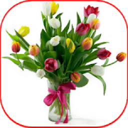 Flower Tulip HD आइकन