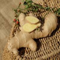 Ginger Root For Health