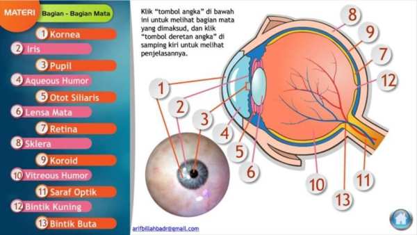 Alat Optik Mata Manusia screenshot 3