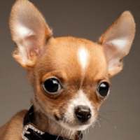 Chihuahua HD Wallpapers on 9Apps