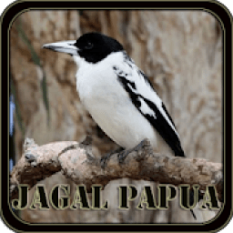 Suara Burung Jagal Papua icon