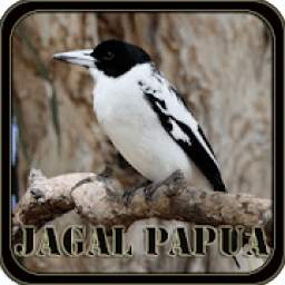 Suara Burung Jagal Papua 1.0