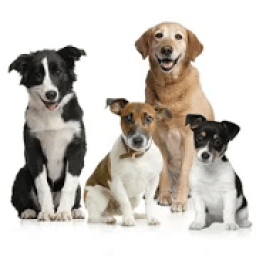 Cute Dog Stickerz आइकन