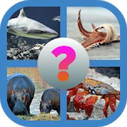 sea animal quiz game
