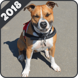 Pitbull Wallpapers आइकन