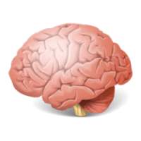 Brain Wars Left vs Right