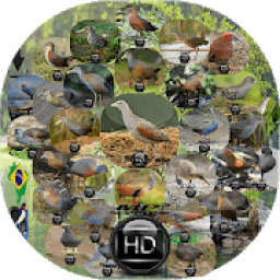 Canto de Galinha Ou Frango icon