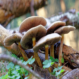 Mushrooms For Health icon