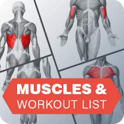 Muscle Exercise