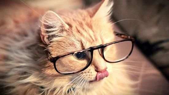 Cute Cat Wallpaper screenshot 4