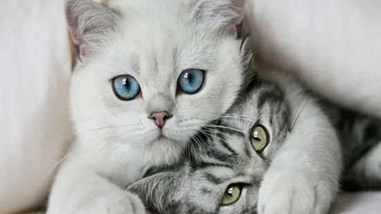 Cute Cat Wallpaper screenshot 3