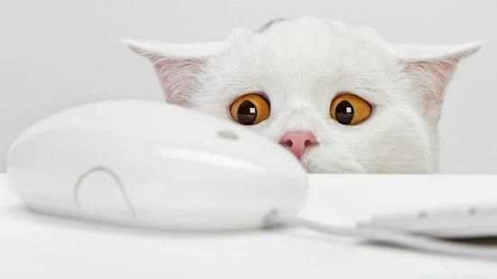 Cute Cat Wallpaper screenshot 2