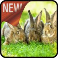 Rabbit Care on 9Apps