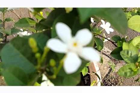 Camera For Samsung 2 تصوير الشاشة