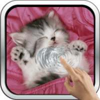 Sleeping Kitty 3D Wallpaper