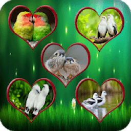 ikon Pair Of Birds Wallpapers – Birds Couple Wallpapers