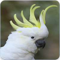 Sulphur Crested Cockatoo Call : Cockatoo Sounds on 9Apps