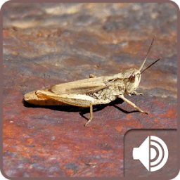 Cricket Sounds icon