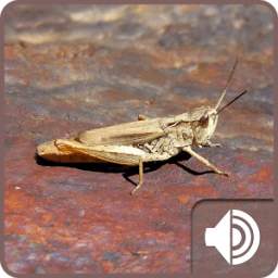 Cricket Sounds 1.0