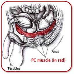 ikon PC Muscle Exercises