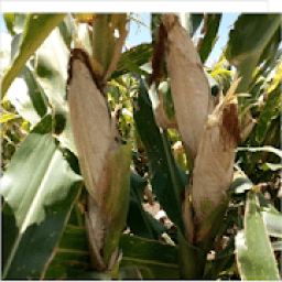 ikon Control MLN Disease