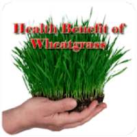 Health Benefit of Wheatgrass on 9Apps