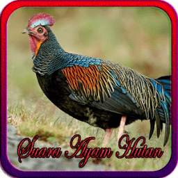 Suara Ayam Hutan Pikatan 1.0