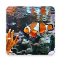 Clown Fish Wallpaper