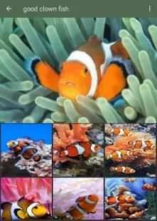 Clown Fish Wallpaper screenshot 1