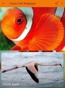 Clown Fish Wallpaper screenshot 4