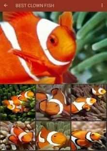 Clown Fish Wallpaper screenshot 2